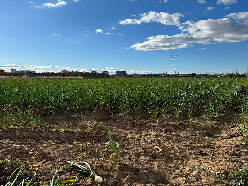 Зелёные поля валенсийской уэрты в Pobles del Nord на фоне горизонта Валенсии и линии электропередачи под голубым небом.